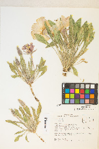 Oenothera cespitosa image