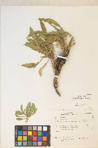 Oenothera cespitosa image