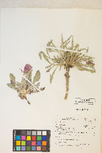 Oenothera cespitosa image