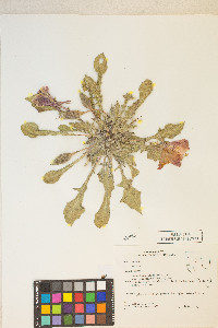 Oenothera cespitosa image