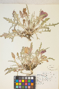 Oenothera cespitosa image