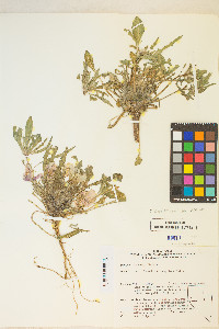 Oenothera deltoides image