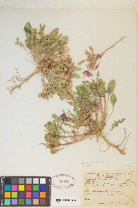 Oenothera deltoides image