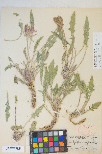 Oenothera cespitosa subsp. marginata image