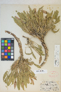 Oenothera cespitosa image