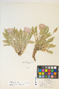 Oenothera cespitosa subsp. marginata image