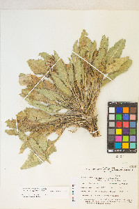 Oenothera cespitosa image