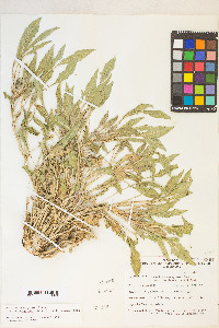 Oenothera cespitosa image