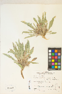 Oenothera cespitosa image