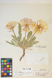 Oenothera cespitosa image