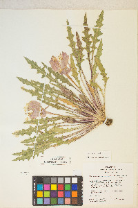 Oenothera cespitosa image