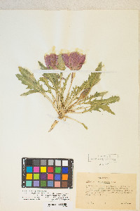 Oenothera cespitosa image