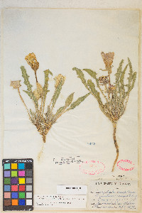 Oenothera cespitosa subsp. marginata image