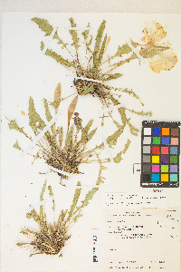 Oenothera cespitosa subsp. marginata image