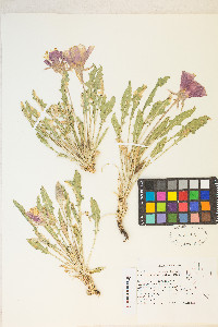 Oenothera cespitosa image