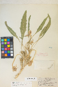 Oenothera cespitosa image