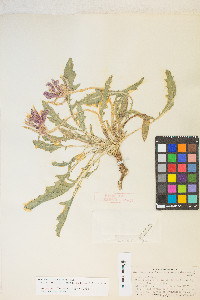 Oenothera cespitosa subsp. marginata image