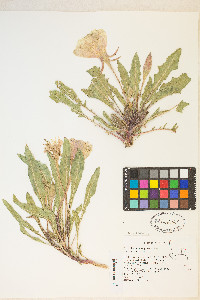 Oenothera cespitosa subsp. marginata image