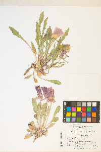 Oenothera cespitosa subsp. marginata image