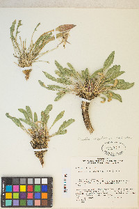 Oenothera cespitosa image