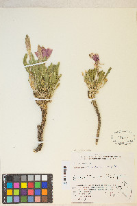 Oenothera cespitosa image