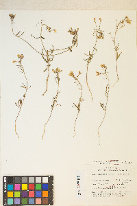 Eremothera refracta image