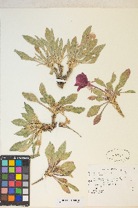 Oenothera cespitosa image