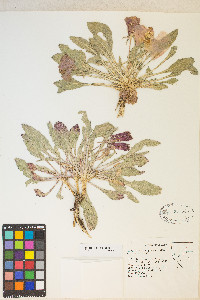 Oenothera cespitosa image