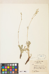 Potentilla crinita image