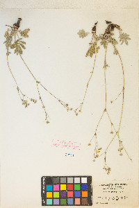 Potentilla hippiana image