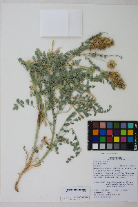 Astragalus canadensis var. brevidens image