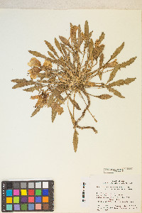 Oenothera cespitosa image