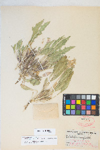 Oenothera cespitosa image