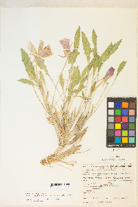 Oenothera cespitosa image