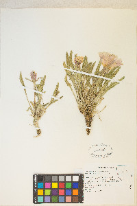 Oenothera cespitosa subsp. marginata image