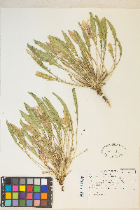 Oenothera cespitosa image