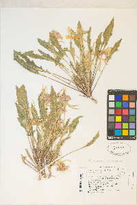 Oenothera cespitosa image