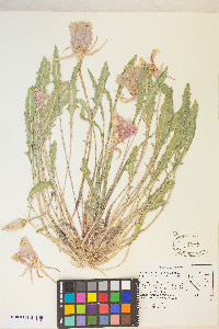 Oenothera cespitosa subsp. marginata image