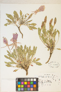 Oenothera cespitosa image