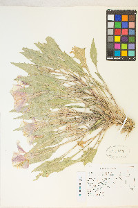 Oenothera cespitosa subsp. marginata image