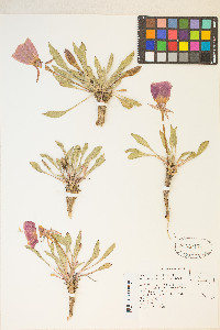 Oenothera cespitosa image