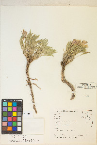 Oenothera cespitosa image