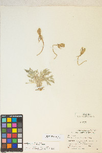 Oenothera cespitosa image