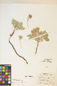 Oenothera cespitosa subsp. crinita image