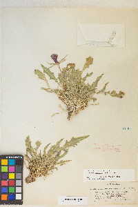 Oenothera cespitosa subsp. crinita image