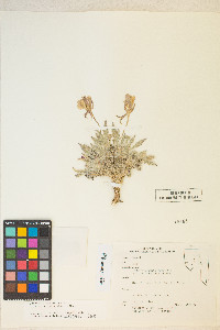 Oenothera cespitosa image