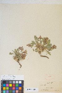 Oenothera cespitosa image