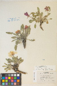 Oenothera cespitosa image