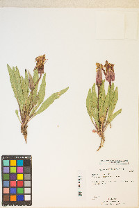 Oenothera cespitosa image