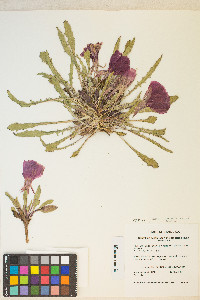 Oenothera cespitosa image